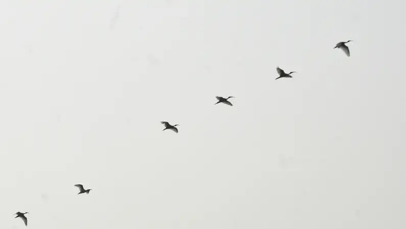 GFTN Intelligence - Global Reach 795 x 450